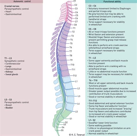 l2 + left|spinal nerve chart.